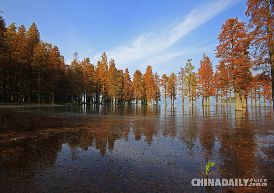 冬季到四明湖來(lái)賞紅杉