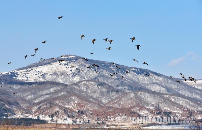 中俄兩國居民攜手賞雁護(hù)鳥