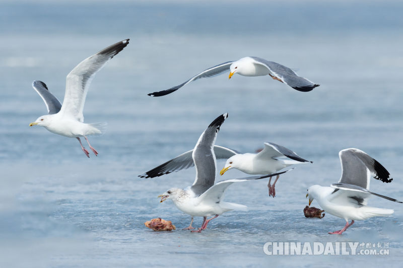 中俄兩國居民攜手賞雁護(hù)鳥