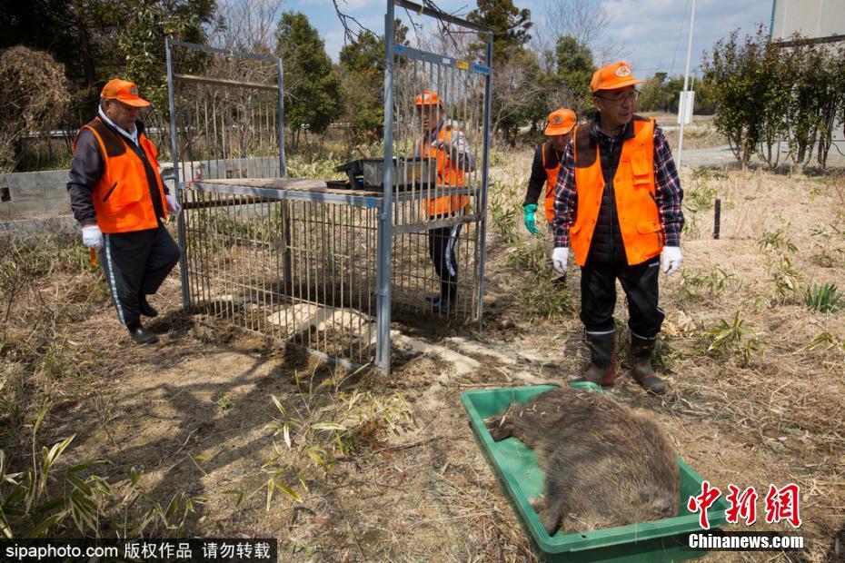 日本解封核輻射重污染區(qū) 獵殺變異野豬