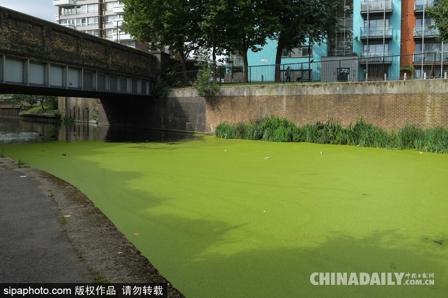 倫敦最古老運河 覆蓋厚厚綠藻觸目驚心