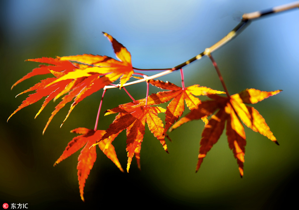 北京香山景區(qū)觀紅葉正好 游客絡(luò)繹不絕