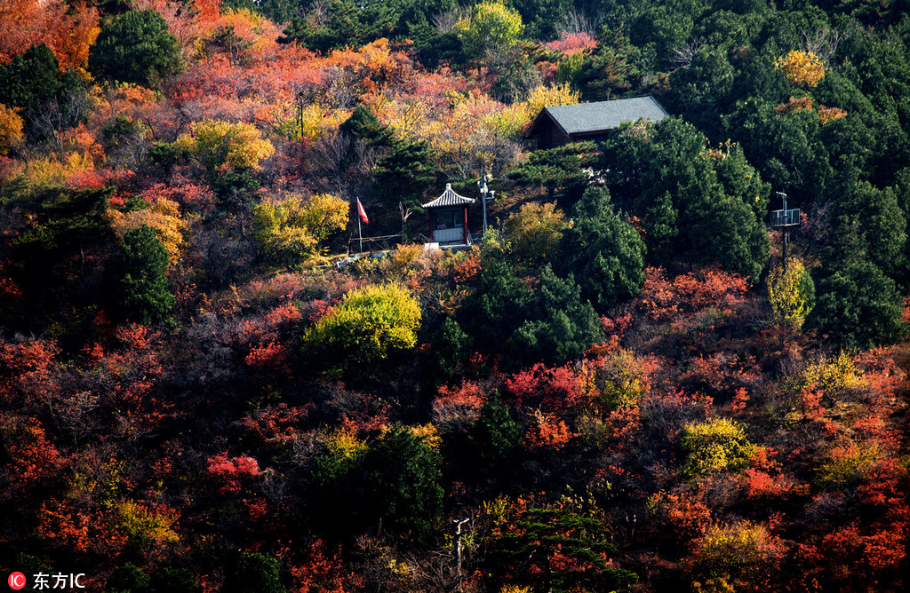 北京香山景區(qū)觀紅葉正好 游客絡繹不絕