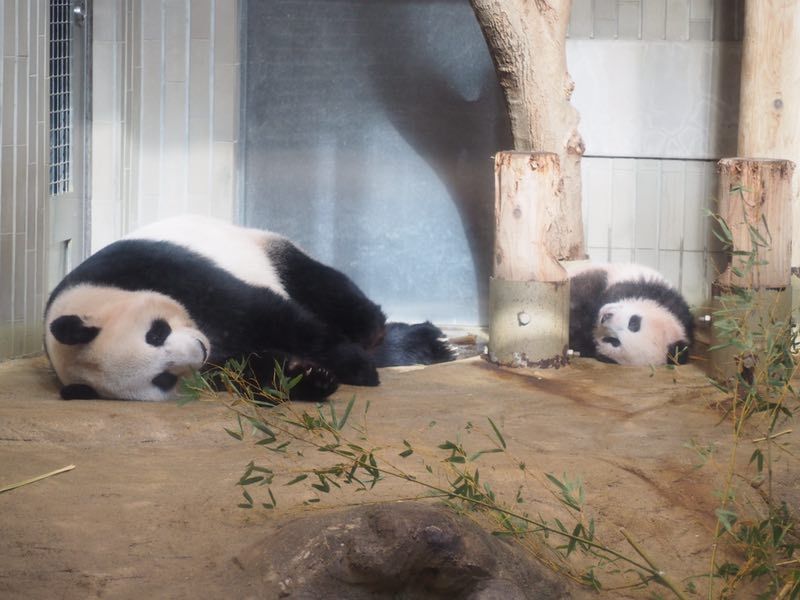 上野動物園大熊貓女兒香香首度亮相