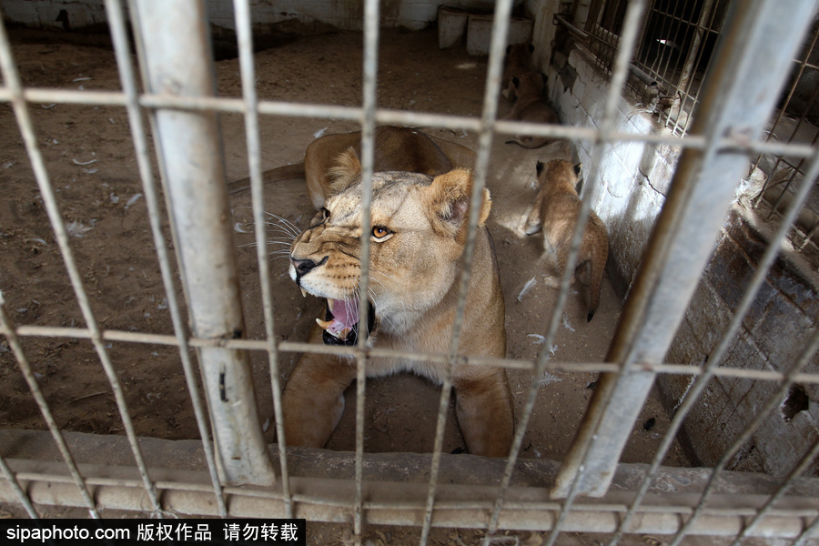 加沙一動(dòng)物園瀕臨倒閉 無(wú)奈出售獅子