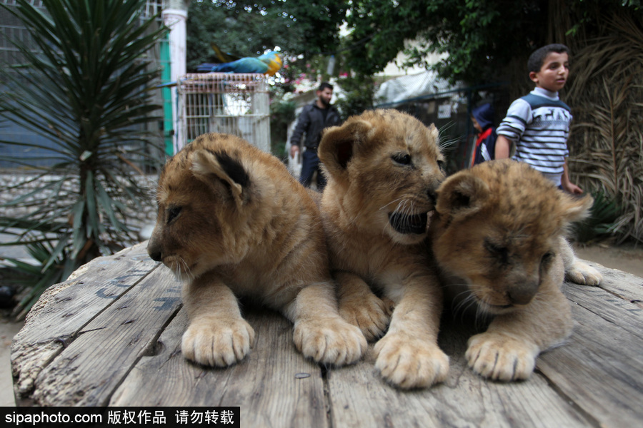 加沙一動(dòng)物園瀕臨倒閉 無奈出售獅子