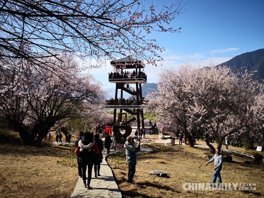 西藏林芝第十六屆桃花旅游文化節(jié)開(kāi)幕