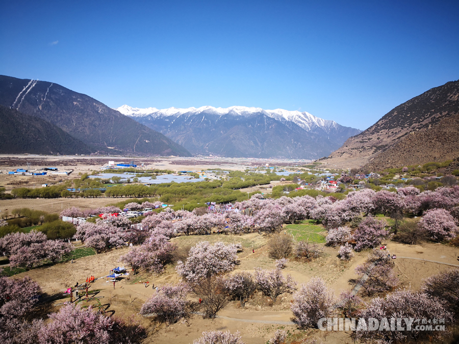 西藏林芝第十六屆桃花旅游文化節(jié)開幕