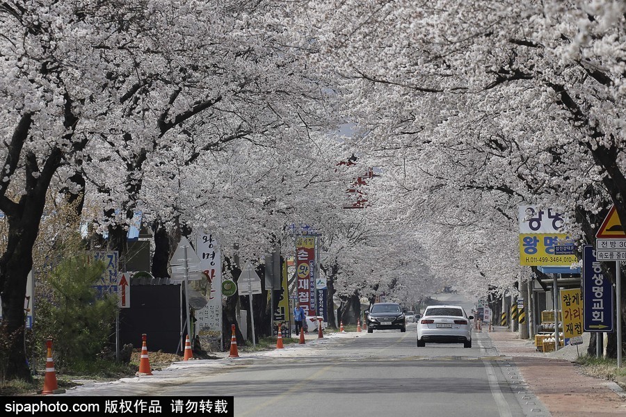 河東十里櫻花路！韓國河東郡櫻花盛放春意醉人