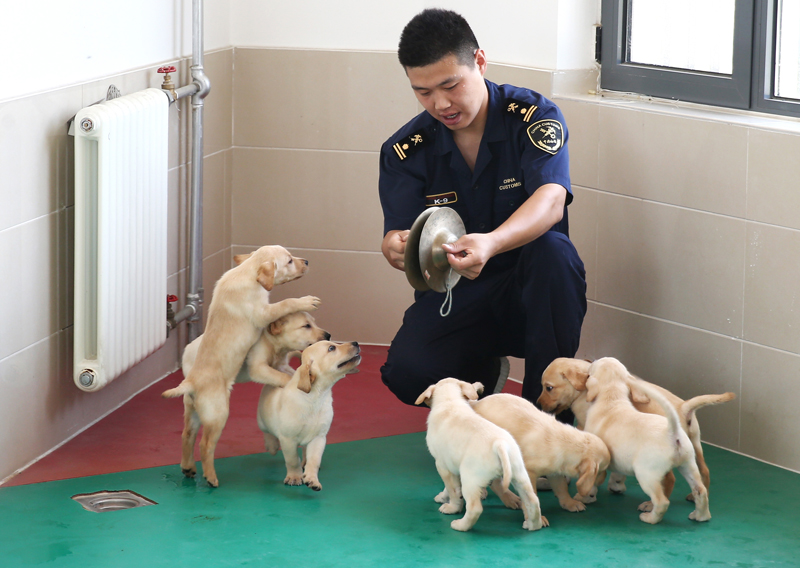 禁毒日前夕 探訪海關(guān)總署北京緝私犬基地