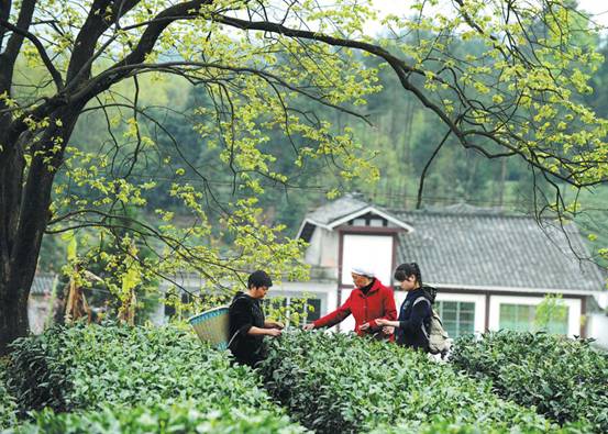 【大江奔流——來自長江經濟帶的報道】貴州遵義核桃壩村：彌漫著茶香的富裕生活