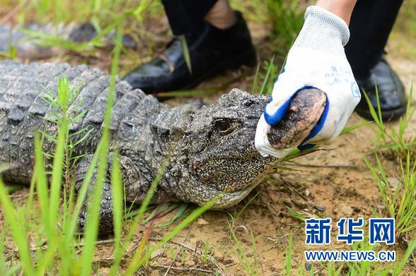 萌翻了！長江沿線的珍稀動物你知道幾個？