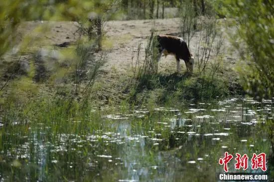 【聚焦】中國第七大沙漠治理：引黃河凌水“沙漠變綠洲”